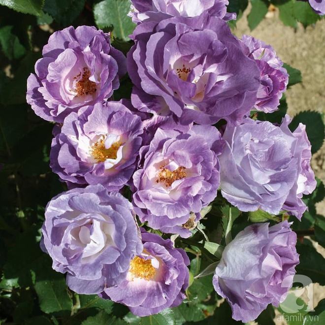 Nữ thạc sỹ nông nghiệp sở hữu các khu vườn hoa hồng với 600 giống hồng nội và ngoại đủ màu sắc - Ảnh 12.