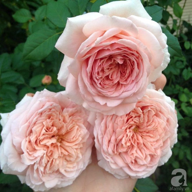 Nữ thạc sỹ nông nghiệp sở hữu các khu vườn hoa hồng với 600 giống hồng nội và ngoại đủ màu sắc - Ảnh 13.