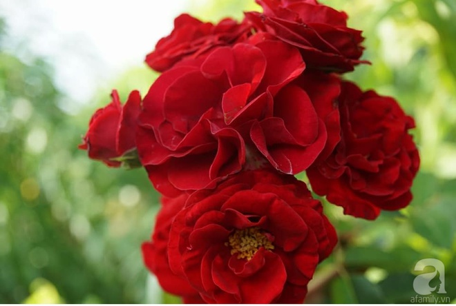 Nữ thạc sỹ nông nghiệp sở hữu các khu vườn hoa hồng với 600 giống hồng nội và ngoại đủ màu sắc - Ảnh 14.
