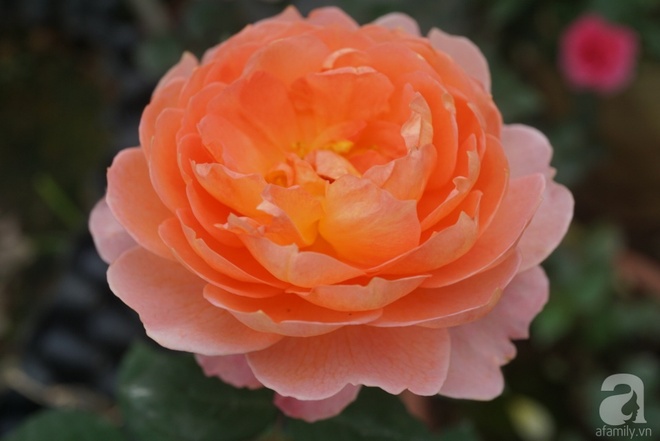 Nữ thạc sỹ nông nghiệp sở hữu các khu vườn hoa hồng với 600 giống hồng nội và ngoại đủ màu sắc - Ảnh 15.