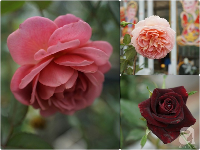 Nữ thạc sỹ nông nghiệp sở hữu các khu vườn hoa hồng với 600 giống hồng nội và ngoại đủ màu sắc - Ảnh 16.
