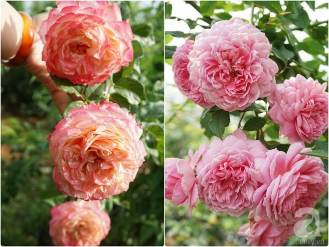 Nữ thạc sỹ nông nghiệp sở hữu các khu vườn hoa hồng với 600 giống hồng nội và ngoại đủ màu sắc - Ảnh 18.