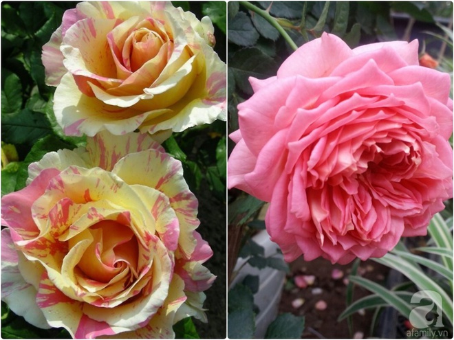 Nữ thạc sỹ nông nghiệp sở hữu các khu vườn hoa hồng với 600 giống hồng nội và ngoại đủ màu sắc - Ảnh 19.