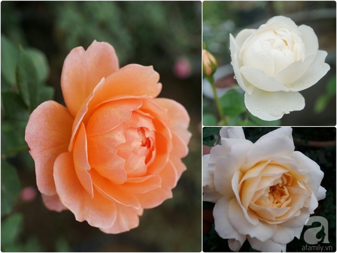 Nữ thạc sỹ nông nghiệp sở hữu các khu vườn hoa hồng với 600 giống hồng nội và ngoại đủ màu sắc - Ảnh 20.