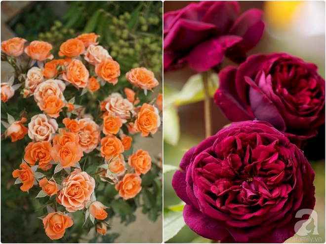 Nữ thạc sỹ nông nghiệp sở hữu các khu vườn hoa hồng với 600 giống hồng nội và ngoại đủ màu sắc - Ảnh 21.