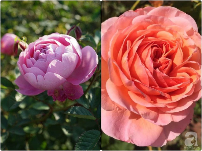 Nữ thạc sỹ nông nghiệp sở hữu các khu vườn hoa hồng với 600 giống hồng nội và ngoại đủ màu sắc - Ảnh 22.