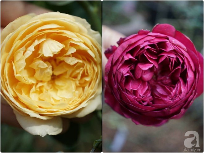 Nữ thạc sỹ nông nghiệp sở hữu các khu vườn hoa hồng với 600 giống hồng nội và ngoại đủ màu sắc - Ảnh 23.