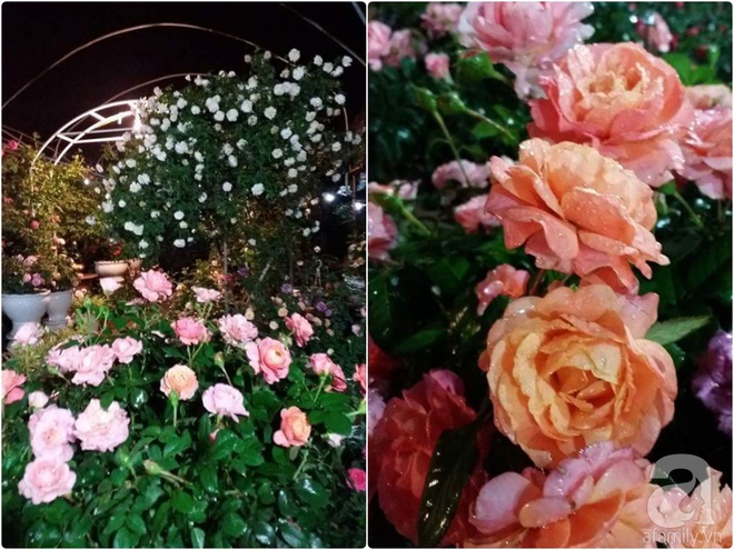 Nữ thạc sỹ nông nghiệp sở hữu các khu vườn hoa hồng với 600 giống hồng nội và ngoại đủ màu sắc - Ảnh 24.
