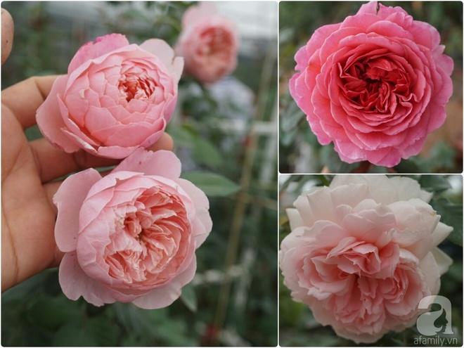 Nữ thạc sỹ nông nghiệp sở hữu các khu vườn hoa hồng với 600 giống hồng nội và ngoại đủ màu sắc - Ảnh 25.