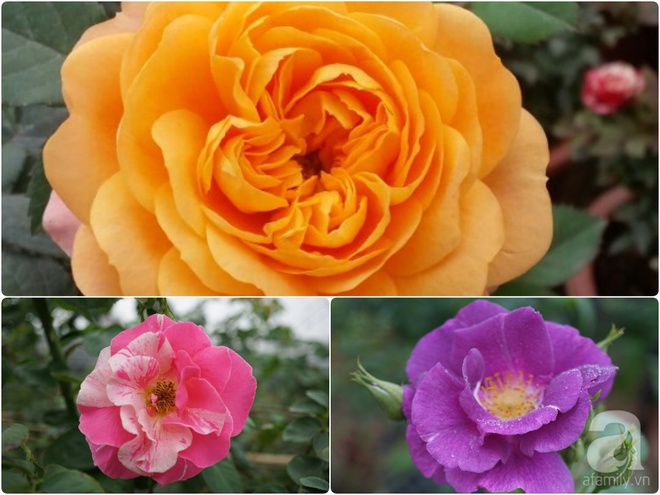 Nữ thạc sỹ nông nghiệp sở hữu các khu vườn hoa hồng với 600 giống hồng nội và ngoại đủ màu sắc - Ảnh 26.