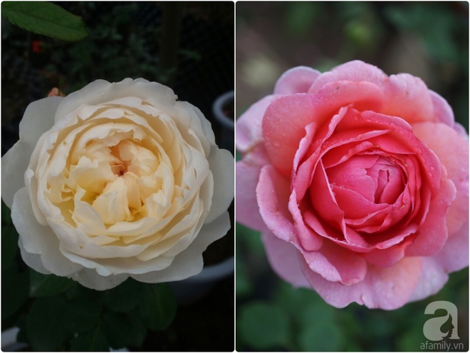 Nữ thạc sỹ nông nghiệp sở hữu các khu vườn hoa hồng với 600 giống hồng nội và ngoại đủ màu sắc - Ảnh 27.