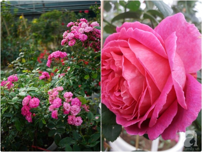 Nữ thạc sỹ nông nghiệp sở hữu các khu vườn hoa hồng với 600 giống hồng nội và ngoại đủ màu sắc - Ảnh 28.