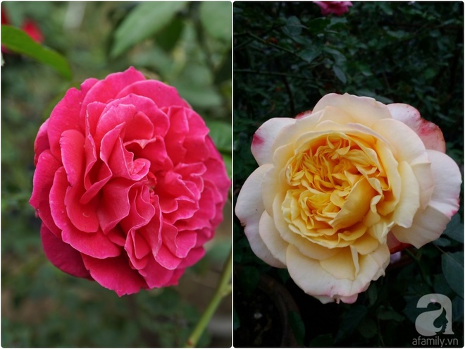 Nữ thạc sỹ nông nghiệp sở hữu các khu vườn hoa hồng với 600 giống hồng nội và ngoại đủ màu sắc - Ảnh 29.