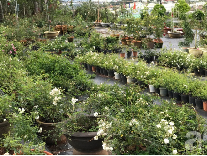 Khu vườn rộng 2000m² với hàng trăm gốc hồng bonsai quý hiếm của người đàn ông yêu hoa ở Đà Lạt - Ảnh 3.