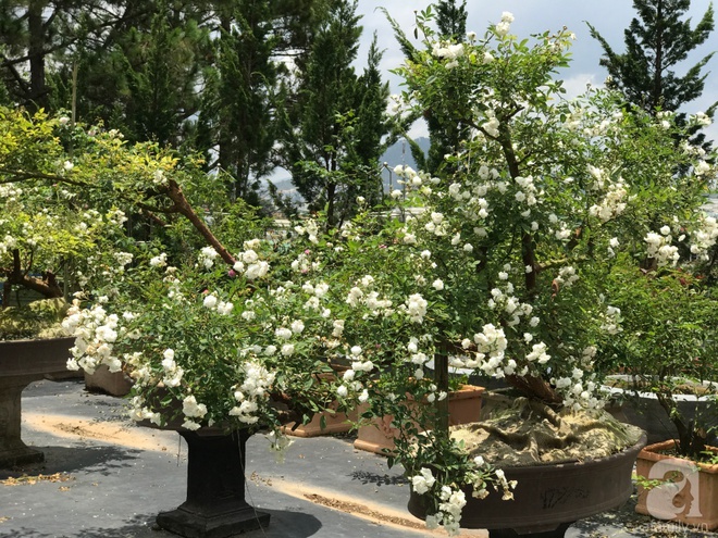 Khu vườn rộng 2000m² với hàng trăm gốc hồng bonsai quý hiếm của người đàn ông yêu hoa ở Đà Lạt - Ảnh 5.