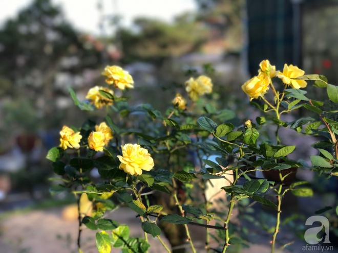 Khu vườn rộng 2000m² với hàng trăm gốc hồng bonsai quý hiếm của người đàn ông yêu hoa ở Đà Lạt - Ảnh 7.