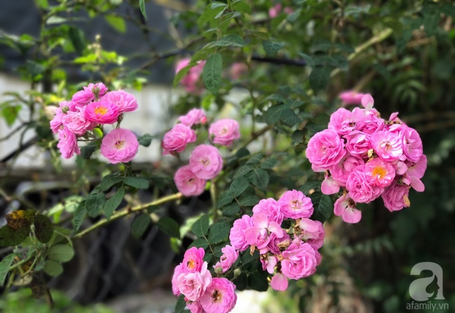 Khu vườn rộng 2000m² với hàng trăm gốc hồng bonsai quý hiếm của người đàn ông yêu hoa ở Đà Lạt - Ảnh 9.