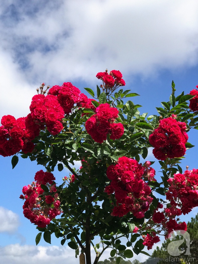 Khu vườn rộng 2000m² với hàng trăm gốc hồng bonsai quý hiếm của người đàn ông yêu hoa ở Đà Lạt - Ảnh 11.