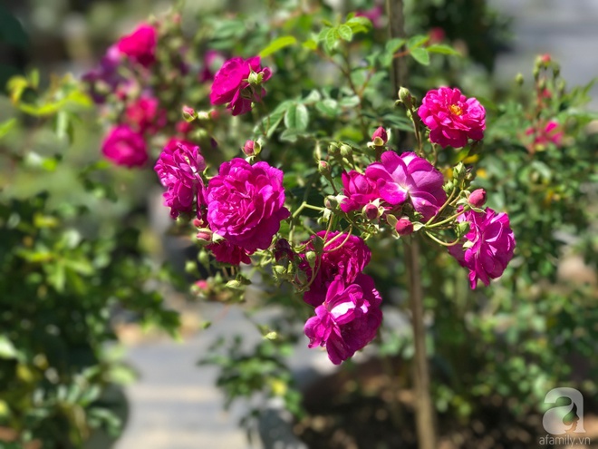 Khu vườn rộng 2000m² với hàng trăm gốc hồng bonsai quý hiếm của người đàn ông yêu hoa ở Đà Lạt - Ảnh 13.