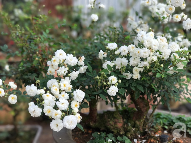 Khu vườn rộng 2000m² với hàng trăm gốc hồng bonsai quý hiếm của người đàn ông yêu hoa ở Đà Lạt - Ảnh 15.