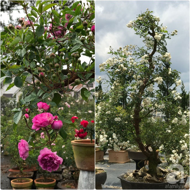 Khu vườn rộng 2000m² với hàng trăm gốc hồng bonsai quý hiếm của người đàn ông yêu hoa ở Đà Lạt - Ảnh 17.