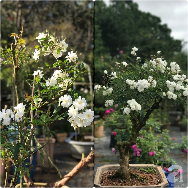 Khu vườn rộng 2000m² với hàng trăm gốc hồng bonsai quý hiếm của người đàn ông yêu hoa ở Đà Lạt - Ảnh 23.