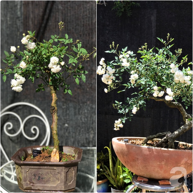 Khu vườn rộng 2000m² với hàng trăm gốc hồng bonsai quý hiếm của người đàn ông yêu hoa ở Đà Lạt - Ảnh 25.