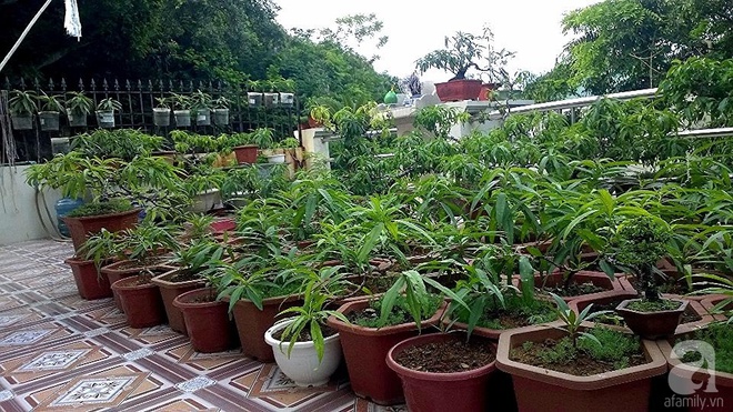 Sân thượng trồng gần trăm gốc đào cổ chi chít quả ở Lạng Sơn - Ảnh 1.