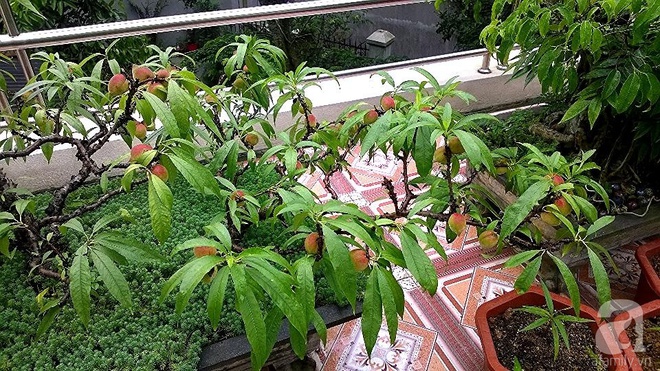 Sân thượng trồng gần trăm gốc đào cổ chi chít quả ở Lạng Sơn - Ảnh 10.