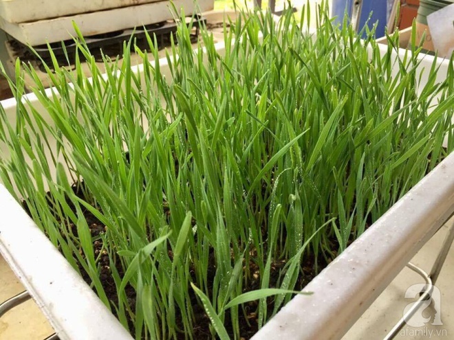 Không có đất trồng rau, mẹ đảm ở Hà Nội trồng cỏ lúa mì để bảo vệ sức khỏe cả nhà - Ảnh 1.