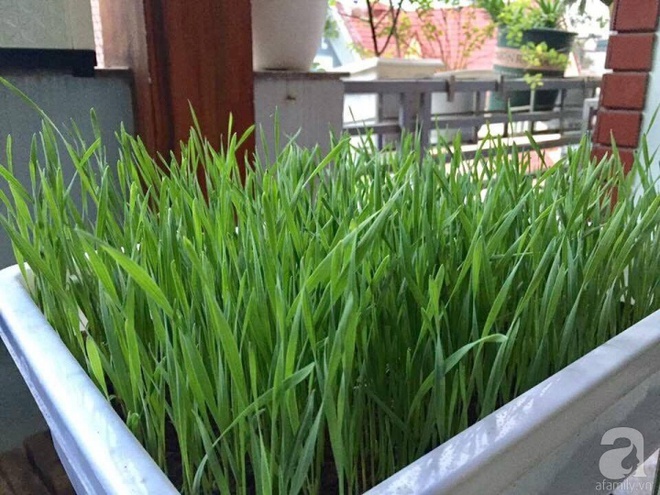 Không có đất trồng rau, mẹ đảm ở Hà Nội trồng cỏ lúa mì để bảo vệ sức khỏe cả nhà - Ảnh 7.