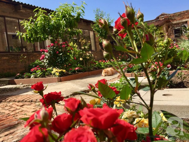 Khu vườn bạt ngàn hoa và rau quả sạch của bà chủ cửa hàng pha lê người Việt trên đất Ý - Ảnh 4.