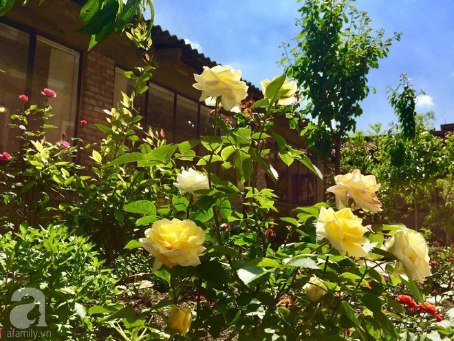 Khu vườn bạt ngàn hoa và rau quả sạch của bà chủ cửa hàng pha lê người Việt trên đất Ý - Ảnh 12.