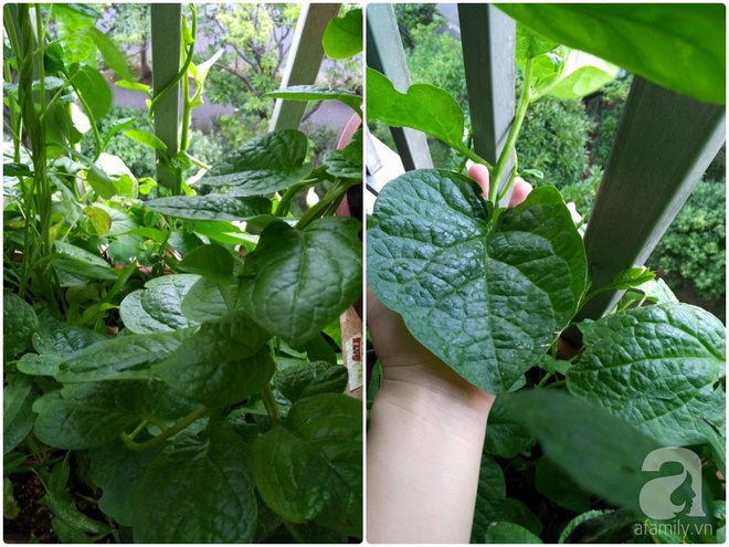 Khu vườn Việt với đủ các loại rau quả sạch trên ban công vỏn vẹn 3m² tại Nhật - Ảnh 18.