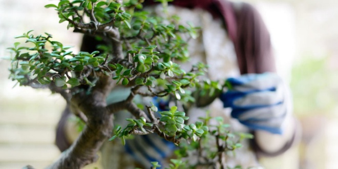 Aqua bonsai – giải pháp mang nghệ thuật xanh tinh tế cho nhà nhỏ - Ảnh 1.