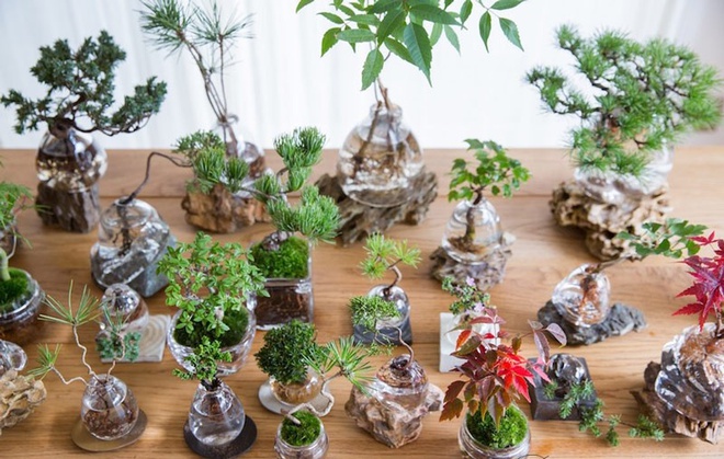 Aqua bonsai – giải pháp mang nghệ thuật xanh tinh tế cho nhà nhỏ - Ảnh 2.