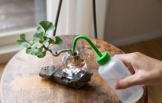 Aqua bonsai – giải pháp mang nghệ thuật xanh tinh tế cho nhà nhỏ - Ảnh 4.
