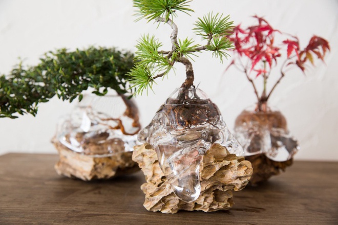 Aqua bonsai – giải pháp mang nghệ thuật xanh tinh tế cho nhà nhỏ - Ảnh 5.