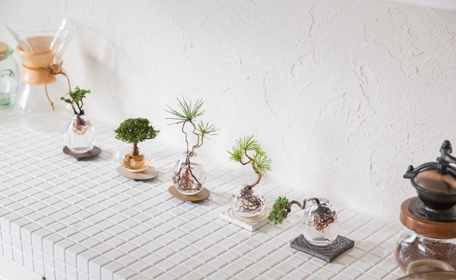 Aqua bonsai – giải pháp mang nghệ thuật xanh tinh tế cho nhà nhỏ - Ảnh 6.