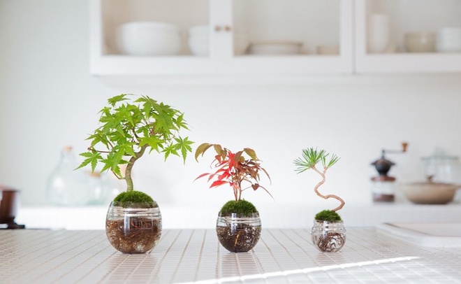 Aqua bonsai – giải pháp mang nghệ thuật xanh tinh tế cho nhà nhỏ - Ảnh 7.