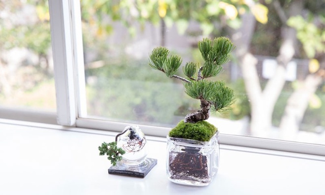 Aqua bonsai – giải pháp mang nghệ thuật xanh tinh tế cho nhà nhỏ - Ảnh 8.