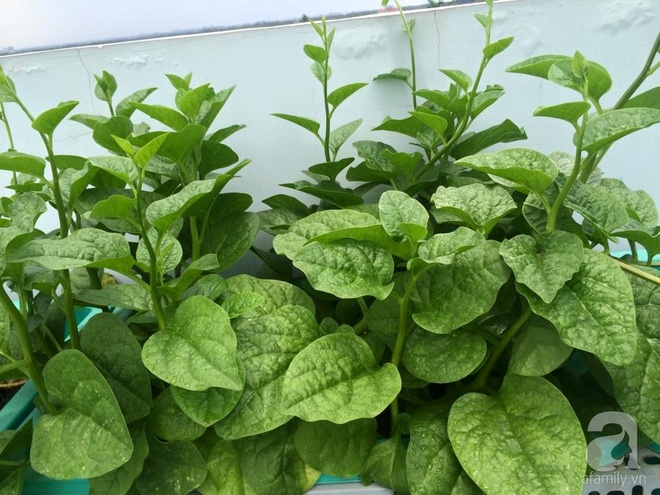 Hàng ngày tiếp xúc với bệnh nhân ung thư, nữ dược sĩ quyết trồng 100 chậu rau sạch xanh trên sân thượng cho gia đình - Ảnh 5. Hàng ngày tiếp xúc với bệnh nhân ung thư, nữ dược sĩ quyết trồng 100 chậu rau sạch xanh trên sân thượng cho gia đình - Ảnh 5.