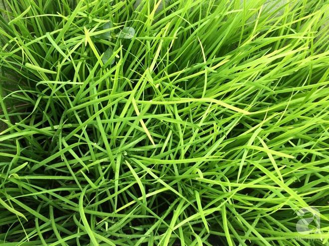 Hàng ngày tiếp xúc với bệnh nhân ung thư, nữ dược sĩ quyết trồng 100 chậu rau sạch xanh trên sân thượng cho gia đình - Ảnh 8. Hàng ngày tiếp xúc với bệnh nhân ung thư, nữ dược sĩ quyết trồng 100 chậu rau sạch xanh trên sân thượng cho gia đình - Ảnh 8.