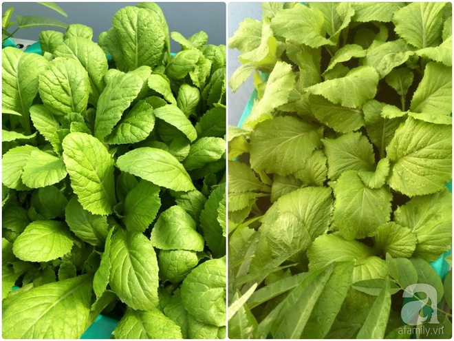 Hàng ngày tiếp xúc với bệnh nhân ung thư, nữ dược sĩ quyết trồng 100 chậu rau sạch xanh trên sân thượng cho gia đình - Ảnh 15. Hàng ngày tiếp xúc với bệnh nhân ung thư, nữ dược sĩ quyết trồng 100 chậu rau sạch xanh trên sân thượng cho gia đình - Ảnh 15.