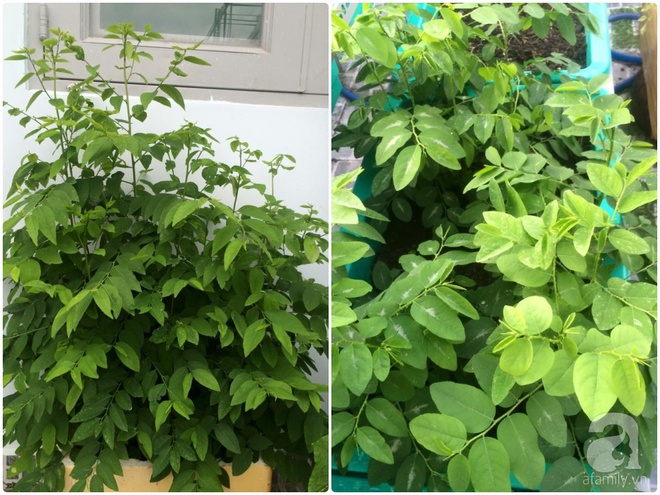 Hàng ngày tiếp xúc với bệnh nhân ung thư, nữ dược sĩ quyết trồng 100 chậu rau sạch xanh trên sân thượng cho gia đình - Ảnh 18. Hàng ngày tiếp xúc với bệnh nhân ung thư, nữ dược sĩ quyết trồng 100 chậu rau sạch xanh trên sân thượng cho gia đình - Ảnh 18.