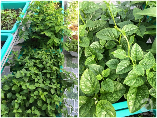 Hàng ngày tiếp xúc với bệnh nhân ung thư, nữ dược sĩ quyết trồng 100 chậu rau sạch xanh trên sân thượng cho gia đình - Ảnh 19. Hàng ngày tiếp xúc với bệnh nhân ung thư, nữ dược sĩ quyết trồng 100 chậu rau sạch xanh trên sân thượng cho gia đình - Ảnh 19.