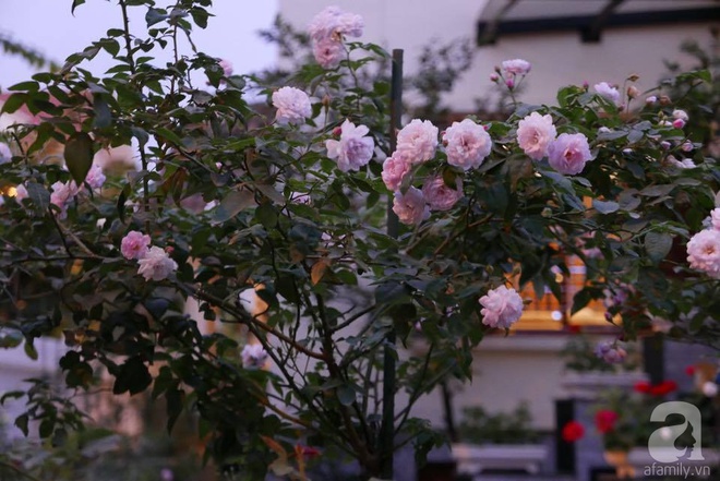 Vườn hồng 70m² đua nhau tỏa hương, khoe sắc của nữ phó tổng giám đốc yêu hoa đất Cảng - Ảnh 2.