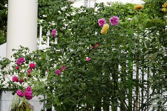 Vườn hồng 70m² đua nhau tỏa hương, khoe sắc của nữ phó tổng giám đốc yêu hoa đất Cảng - Ảnh 3.