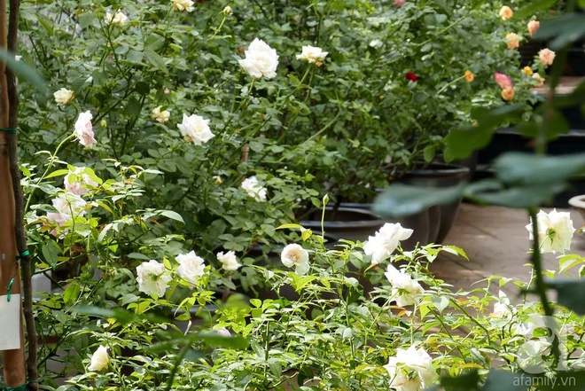 Vườn hồng 70m² đua nhau tỏa hương, khoe sắc của nữ phó tổng giám đốc yêu hoa đất Cảng - Ảnh 4.