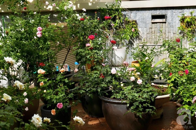 Vườn hồng 70m² đua nhau tỏa hương, khoe sắc của nữ phó tổng giám đốc yêu hoa đất Cảng - Ảnh 5.